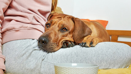 Dog laying on its owner's knees. Close-up dog portrait.