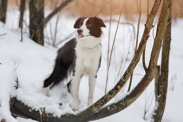 Naklejka na ściany i meble Portrait of young female dog of border collie breed of white and black color on tree at winter