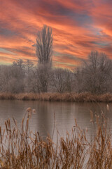 A tall poplar tree grows on the edge of a pond. In the background is a beautiful sunset sky.