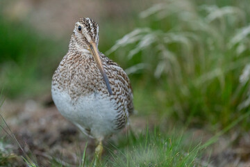 The Magellanic Snipe (Gallinago magellanica)