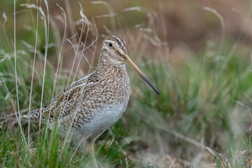 The Magellanic Snipe (Gallinago magellanica)