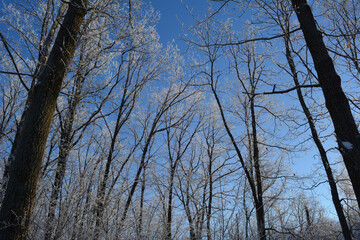 Deciduous trees in hoarfrost in winter forest. Beautiful wintry landscape.