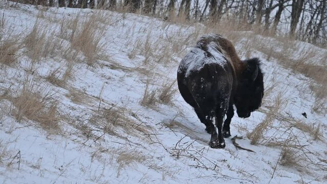 Wood bison, often called mountain bison, wood buffalo or mountain buffalo grazing and roaming in the winter snowfall on the northern plains, prairies and in the forest of Elk Island National Park