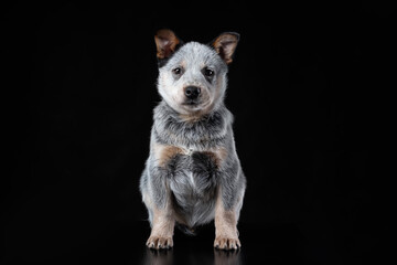 Cute blue heeler puppy sitting isolated on black background. Australian cattle dog pet portrait