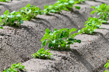 Young potato plants growing on farm field in springtime