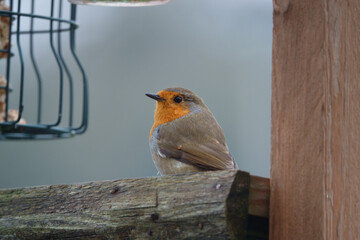 robin redbreast on a wooden bird feeder table