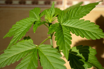 Young hemp varieties amnesia in pot grows at home photo 2