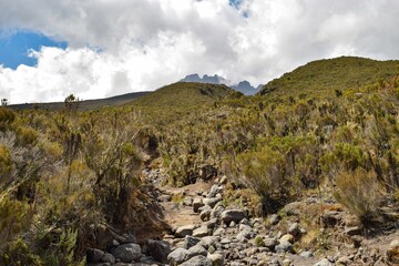 Fototapeta na wymiar Heather plants growing in the wild against the background of Mount Kilimanjaro, Tanzania