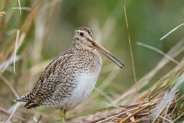 The Magellanic Snipe (Gallinago magellanica)