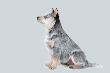 Fototapeta na wymiar Cute blue heeler puppy sitting isolated on grey background. Australian cattle dog pet portrait