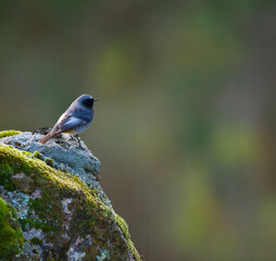 COLIRROJO TIZÓN - BLACK REDSTART (Phoenicurus ochruros)