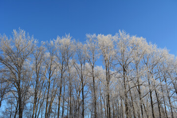 Winter landscape. Trees in hoarfrost on the background of clear blue sky