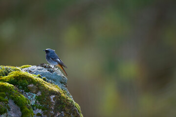 COLIRROJO TIZÓN - BLACK REDSTART (Phoenicurus ochruros)