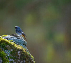 COLIRROJO TIZÓN (Phoenicurus ochruros)