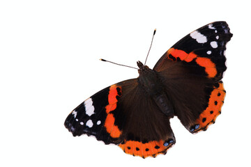 Red Admiral butterfly. Insect on a white background. Isolated. Free space. View from above.