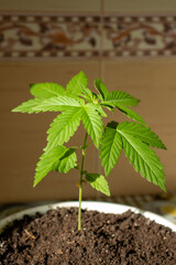 Young hemp varieties amnesia in pot grows at home photo 6