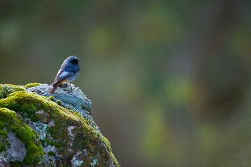 COLIRROJO TIZ&Oacute;N - BLACK REDSTART (Phoenicurus ochruros)