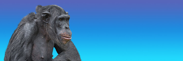 Banner with portrait of serious thinking chimpanzee at blue sky background with copy space for text. Concept animal diversity and wildlife conservation.
