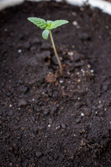 Young hemp varieties amnesia in pot photo 2