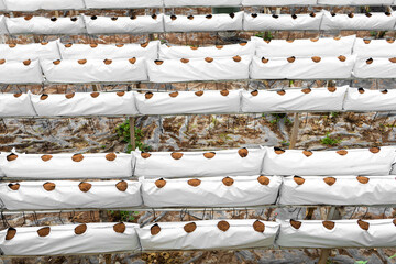 Naklejka premium Modern industrial plant growing farm. Greenhouse with automatic irrigation. Preparing for planting