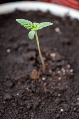 Young hemp varieties amnesia in pot photo 3