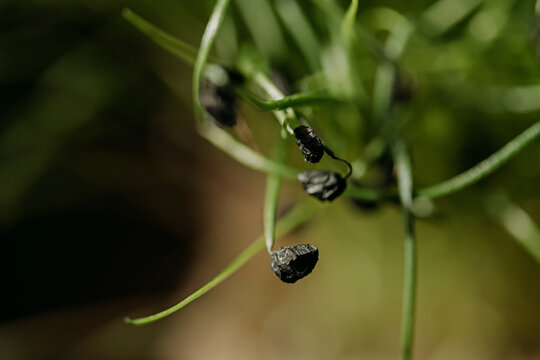 Closeup of small black seed on fresh green garlic sprouts for natural background