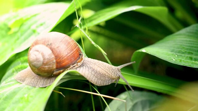 snail crawling on a green leaf