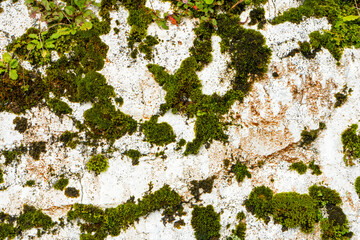 White stone wall overgrown with moss close up