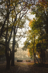 la imagen grafica de algún tipo de valor o sentimiento. la luz que baña los colores del otoño en la altura de los enormes arboles argentinos.