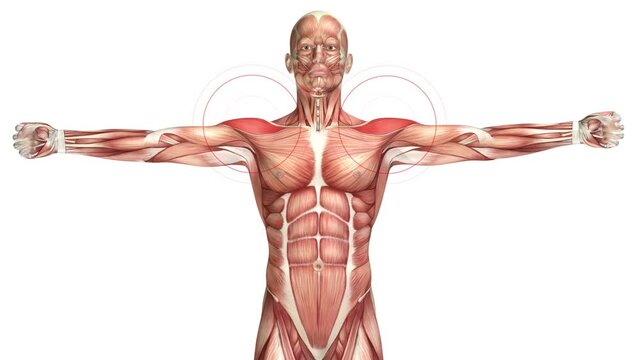 The human body, the muscles. Selected abdominal, chest, and shoulder muscles