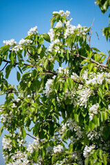 White pear fruit tree blossom in spring, blue sky background