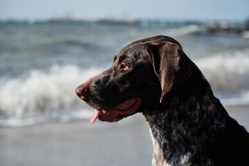Walk in fresh air with pet. Portrait of charming Kurzhaar brown with white spots on background of sea. Dog is short haired hunting dog breed with drooping ears.