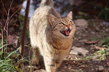 the cat is sitting in the garden