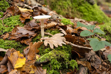 White mushroom with moss