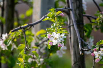 Rows with blossoming apple fruit trees in springtime in farm orchards, Betuwe, Netherlands, close up