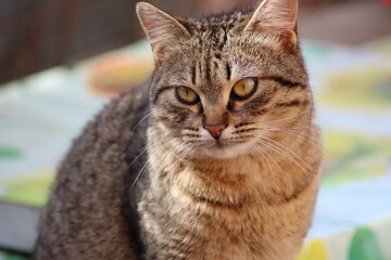 the cat is sitting in the garden