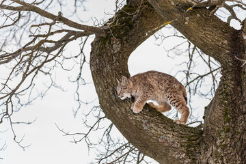 Eurasian lynx, a cub of a wild cat in the snow. Beautiful young lynx in the wild winter nature. Cute baby lynx walks on a meadow in winter, cold conditions. © murmakova