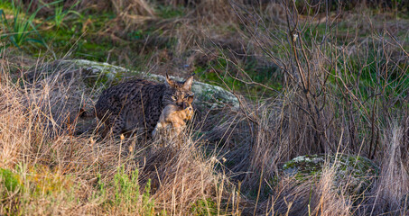 LINCE IBÉRICO- IBERIAN LYNX (Lynx pardinus) salvaje fotografiado en el Parque Natural Sierra de Andújar, Jaen, Andalucía, España