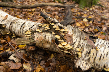 Fototapeta na wymiar Beige mushrooms on fallen tree trunk above