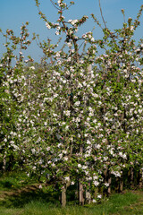 Rows with blossoming apple fruit trees in springtime in farm orchards, Betuwe, Netherlands