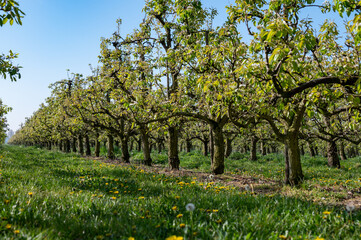 Rows with plum or pear trees with white blossom in springtime in farm orchards, Betuwe, Netherlands