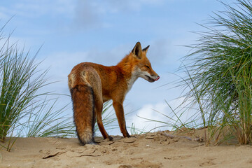 a beautiful fox that lives in the dunes and is looking for food