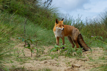 a beautiful fox that lives in the dunes and is looking for food