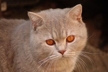 the cat is sitting in the garden
