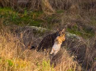 LINCE IBÉRICO- IBERIAN LYNX (Lynx pardinus) salvaje fotografiado en el Parque Natural Sierra de Andújar, Jaen, Andalucía, España