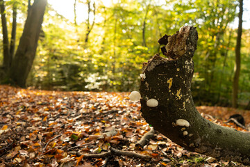 White mushrooms on branch