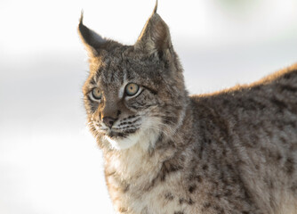 Eurasian lynx, a cub of a wild cat in the snow. Beautiful young lynx in the wild winter nature. Cute baby lynx walks on a meadow in winter, cold conditions.