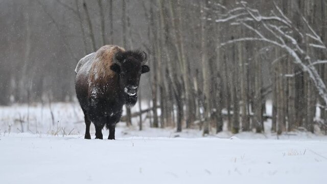Wood bison, often called mountain bison, wood buffalo or mountain buffalo grazing and roaming in the winter snowfall on the northern plains, prairies and in the forest of Elk Island National Park