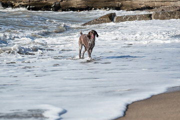 Brown shorthaired pointer walks on sandy beach on background of waves. Dog is short haired hunting dog breed with drooping ears. Walk in fresh air with pet.