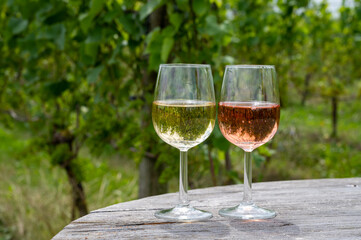 Tasting of Dutch rose and dry white wine on vineyard in summer